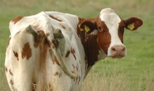 Krimpen aan de Lek – Bezoek Zorgboerderij