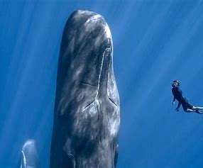 Schiedam – Prikkelarme filmvoorstelling: Patrick and the Whale