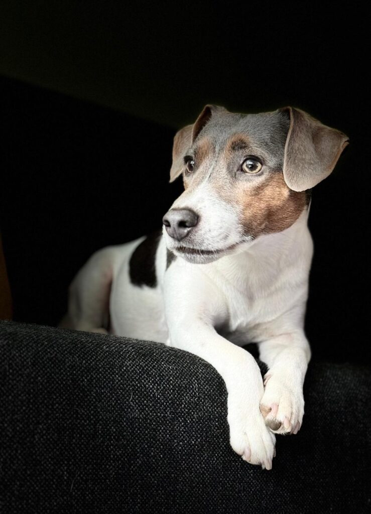 Hondje Joris van blogster Monique